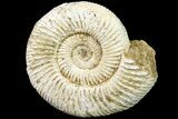 Jurassic Ammonite (Perisphinctes) Fossil - Madagascar #161737-1
